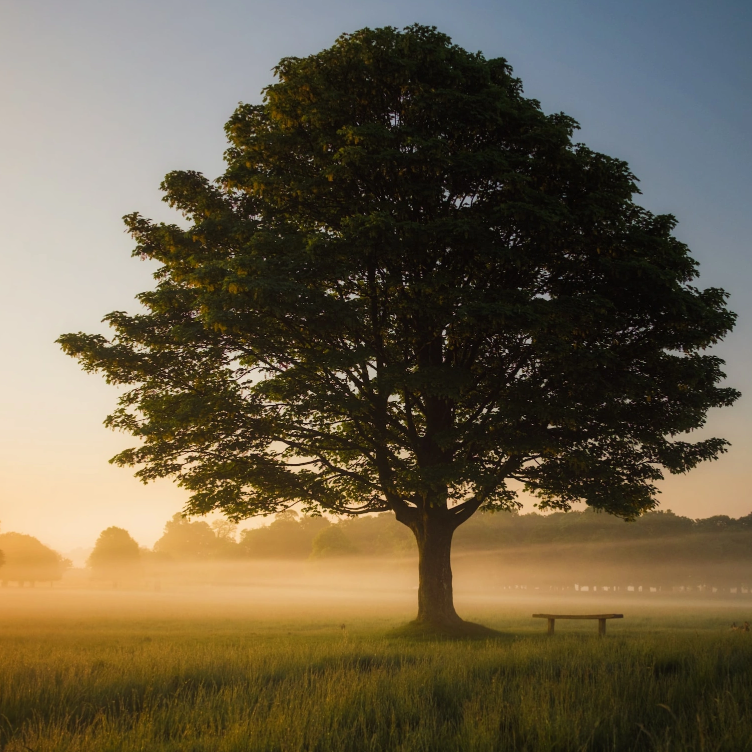 Compassionate Counselling for Individuals, Couples & Families | Dante Family Tree