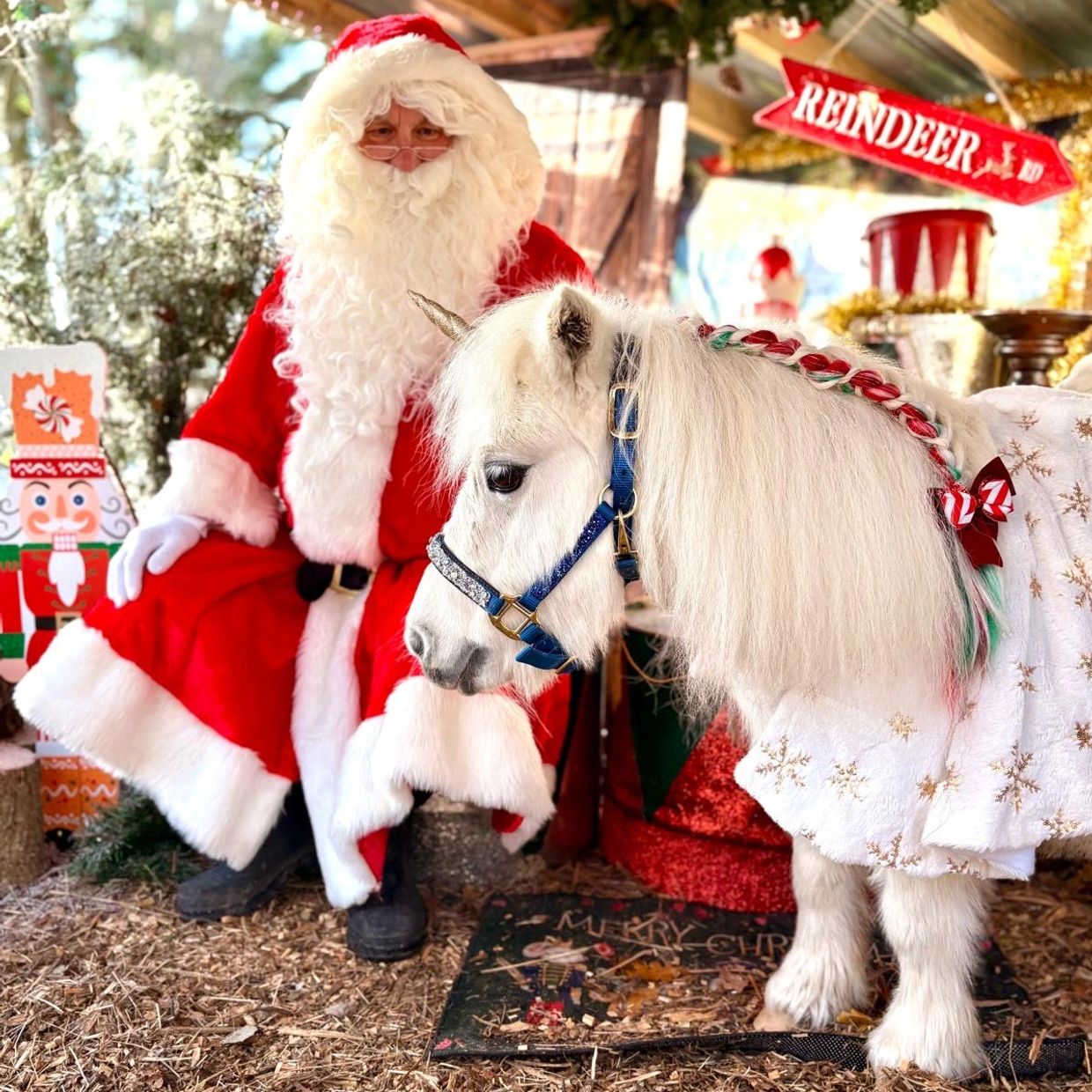 Santa Claus sitting with a decorated miniature horse.