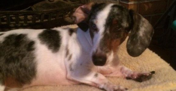 Thanks from Hotdoghill Sanctuary