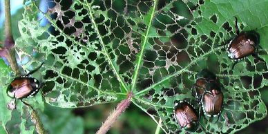 lawn care, watson turf solutions, landscaping, lawn care phillips, lawn care grand island