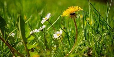 lawn care, watson turf solutions, landscaping, lawn care phillips, lawn care grand island