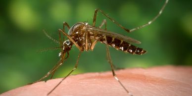 lawn care, watson turf solutions, landscaping, lawn care phillips, lawn care grand island