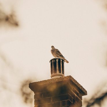 bird nest blocked chimney in wallasey