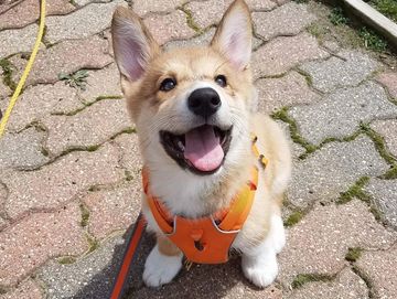 A puppy in a bright orange harness smiles up from where she sits