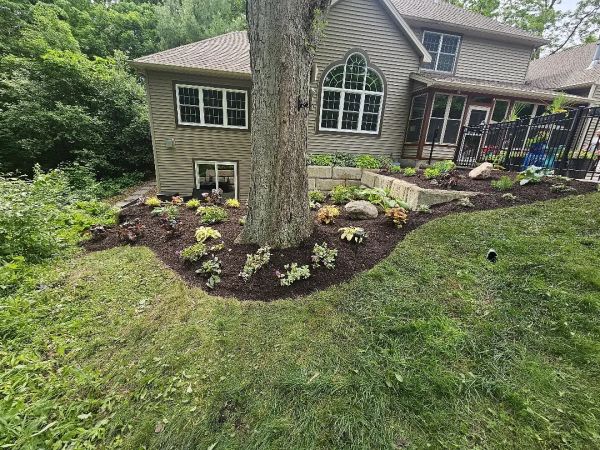 Beautiful backyard garden with new plants and mulch around a large tree.