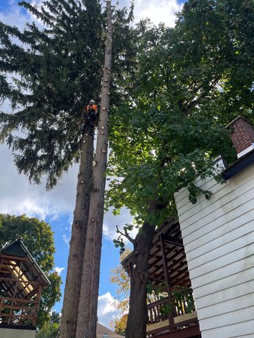 Arborist climbing tall tree for professional tree trimming near house.