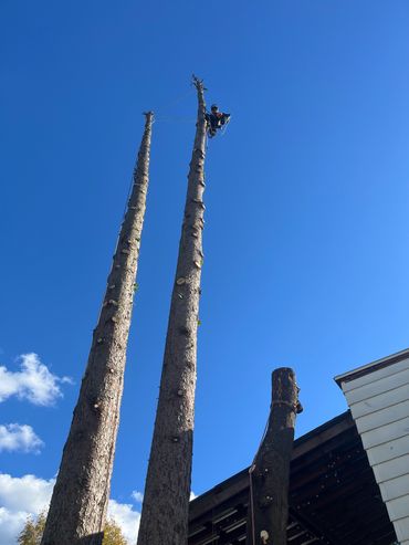 Professional arborist using climbing gear for tree pruning