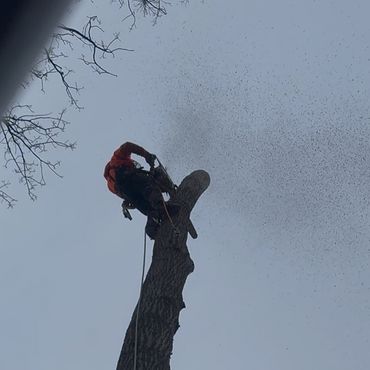 Tree care expert climbing tall tree for trimming and maintenance