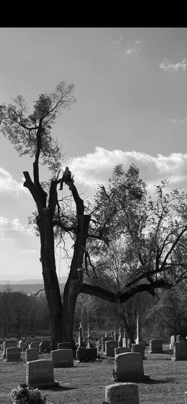 Licensed arborist performing tree cutting and pruning services