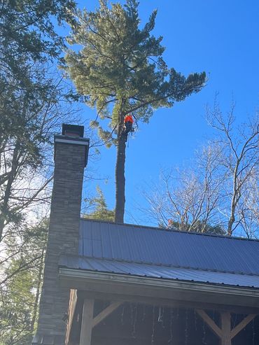 Arborist climbing tall tree for professional tree trimming service