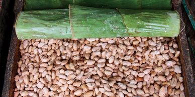 Fermentation of cocoa beans covered in banana leaves inside a wooden box.