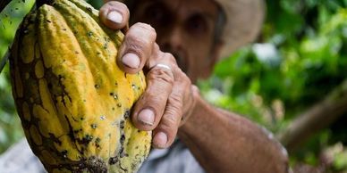 The pods are harvested when they are yellow.