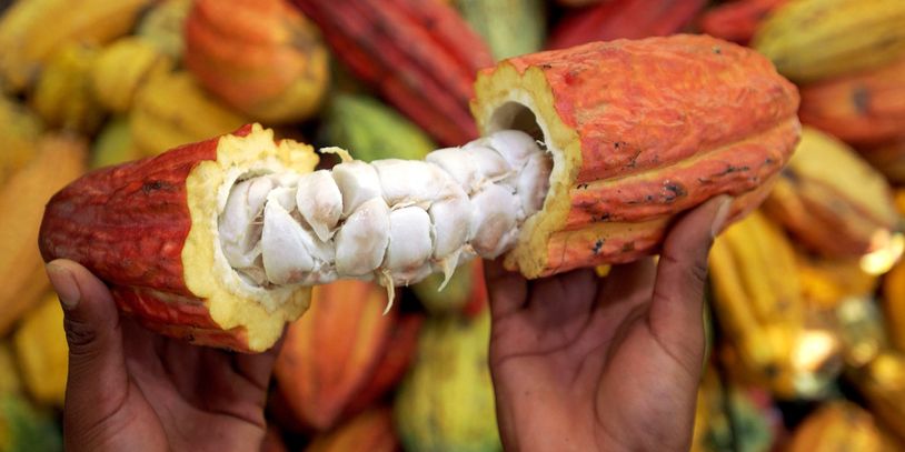 The Cacao Fruit or Pod