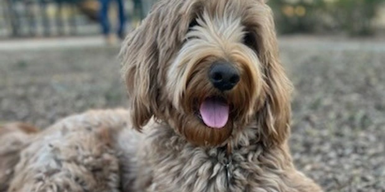 Dog laying in the dirt with tongue out