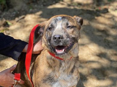 A youn pup with a great personality