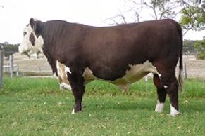 ALLENDALE ANZAC (H175) - Dalkeith Herefords Cassilis NSW