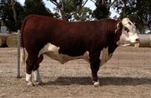 ALLENDALE DISTINGUISHED (H52) - Dalkeith Herefords Cassilis NSW
