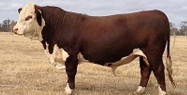 Allendale Barkly H127 - Dalkeith Poll Herefords Cassilis New South Wales