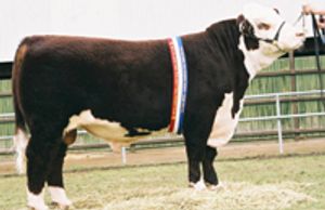 ALLENDALE VAGABOND (A74) - Dalkeith Herefords Cassilis NSW