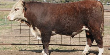 Dalkeith Nipper N082 - Dalkeith Poll Herefords Cassilis New South Wales