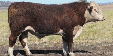 Dalkeith Mate M006 - Dalkeith Poll Herefords Cassilis New South Wales