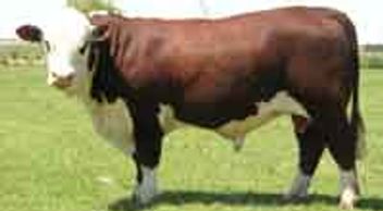 MARKOWEN NO EXCUSE (A29) - Dalkeith Herefords Cassilis NSW