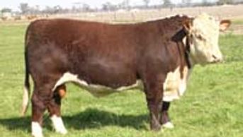 MARKOWEN INVINCIBLE (X34) - Dalkeith Herefords Cassilis NSW