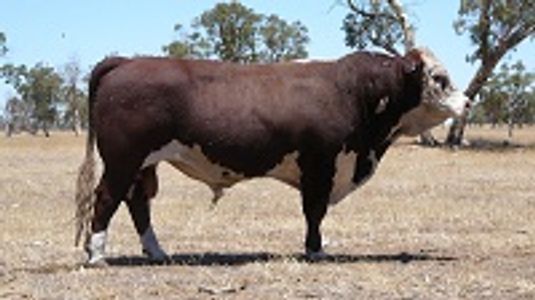 MORGANVALE FORSYTH (F203) - Dalkeith Herefords Cassilis NSW