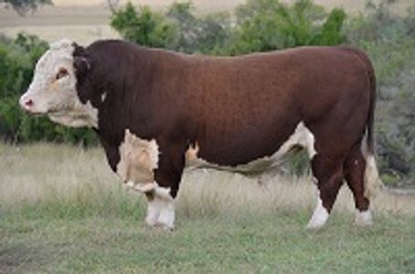 MOUNTAIN VALLEY GAMBLER (G14) - Dalkeith Herefords Cassilis NSW