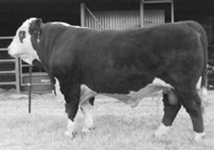 MOUNTAIN VALLEY ROCKYNED (B1) - Dalkeith Herefords Cassilis NSW