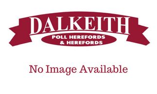 DALKEITH BRONCO (B114) - DALKEITH HEREFORDS CASSILIS NSW