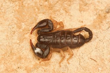Sample of rock scorpion