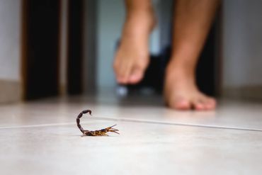 sample of Plain Pygmy-Thicktail Scorpion