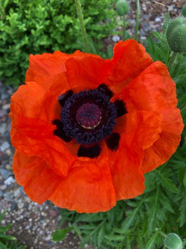 image920