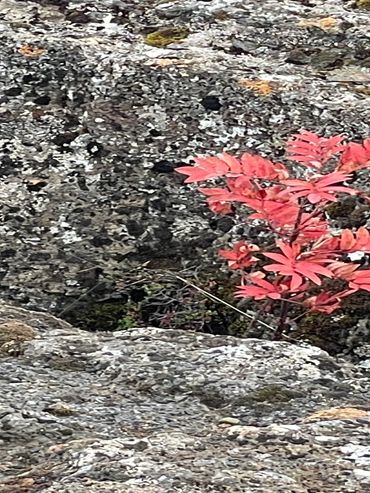 The rock cracks and the water brings life and the flower blooms
Framed $1000
Unframed $700