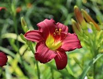 Day Lily