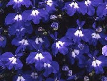Lobelia