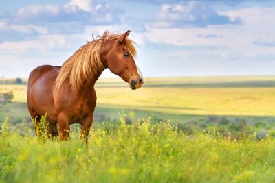 Horse alone in a grassy pasture with blue skys.