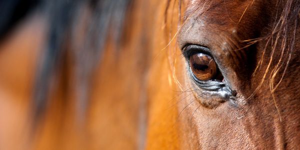 This is an enlarged photo of a horse's eye.