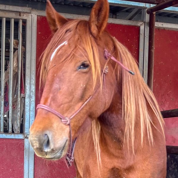 This is Rhythm, our BLM adopted American Mustang mare who is also a therapy horse.