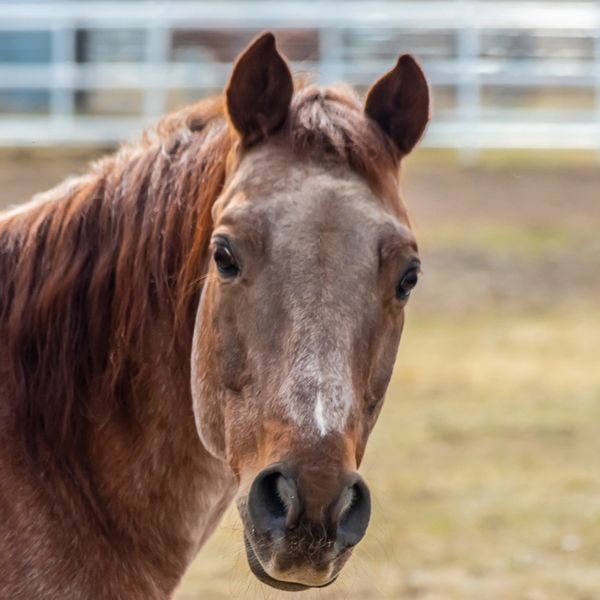This is Lightning, an American Quarter Horse who is also one of our therapy horses.