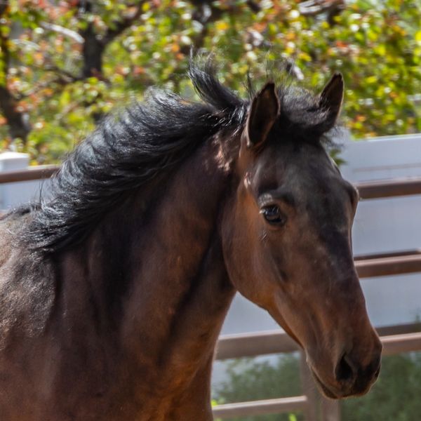This is Gus our BLM adobted American Mustang and now a therapy horse.