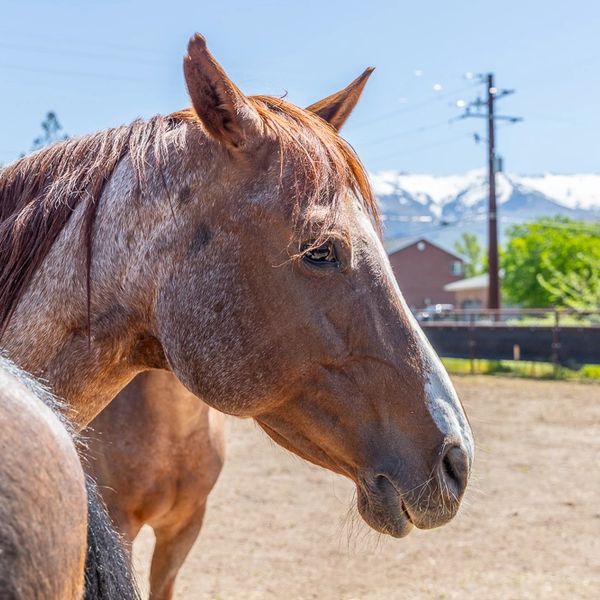This is Annie, and American Quarter Horse mare and one of our Therapy horses.
