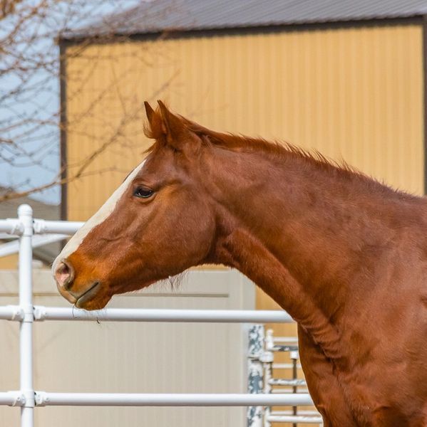 Steve our American Quarter Horse therapy horse