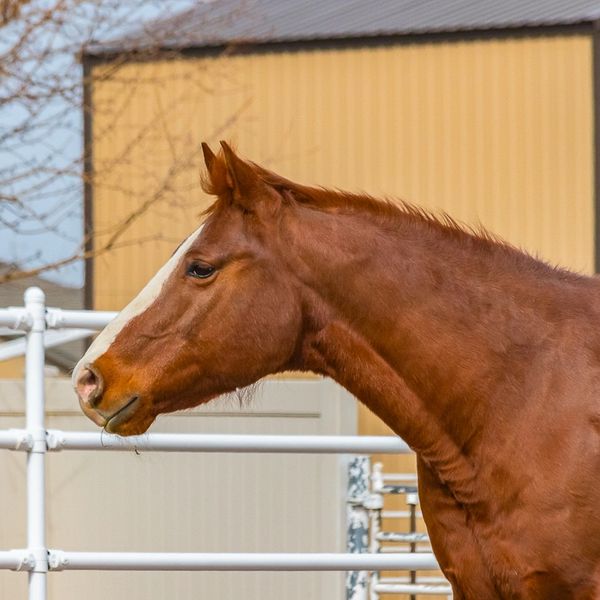 This is our American Quarter Horse Steve and one of our therapy horses.