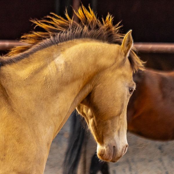 This is a picture of our therapy horse named Fred.