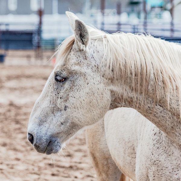 General Therapy Horse