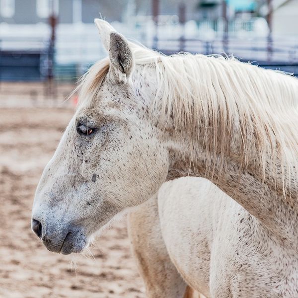 This is our therapy horse named General