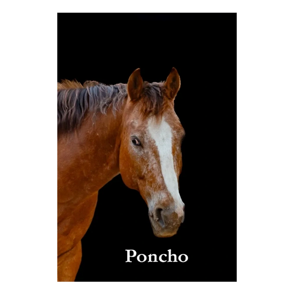 This is our therapy horse and is an appoloosa breed named Poncho.