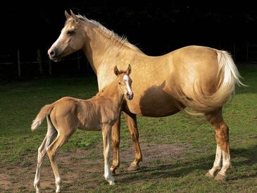 mare and foal